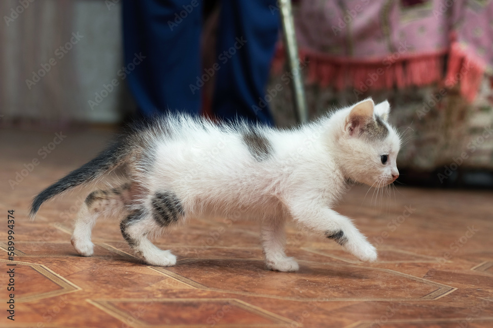 A cute little kitten walks around the room next to his grandfather with a stick