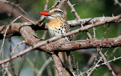 Colorful bird on dry branch  © joelfotos