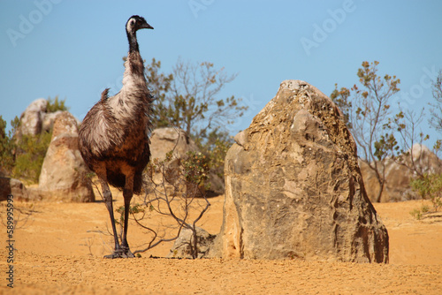 emu at pinnacles in australia