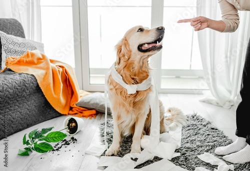 Golden retriever dog playing with toilet paper in living room and looking at camera. Purebred doggy pet making mess with tissue paper and home plant