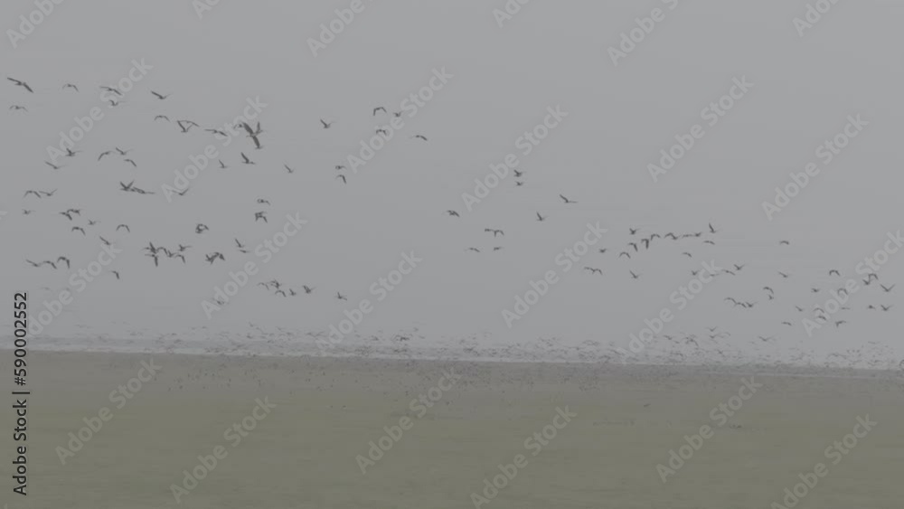 Flock of geese in flying, Branta ruficollis. Flight with wild birds, with sound. Beautiful birds during the migration. Wildlife birdwatching. Slow motion 120 fps video, ProRes, 10 bit ungraded D-LOG Flock of geese in flying, Branta ruficollis. Flight with wild birds, with sound. Beautiful birds during the migration. Wildlife birdwatching. Slow motion 120 fps video, ProRes, 10 bit ungraded D-LOG