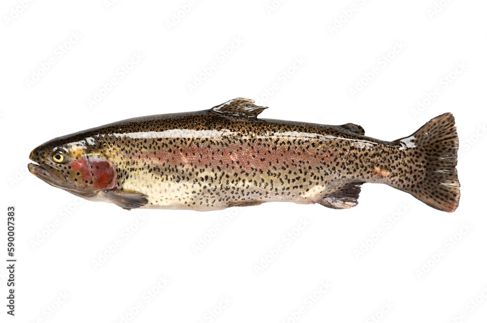 Obraz premium Freshwater fish. rainbow trout (Oncorhynchus mykiss).
