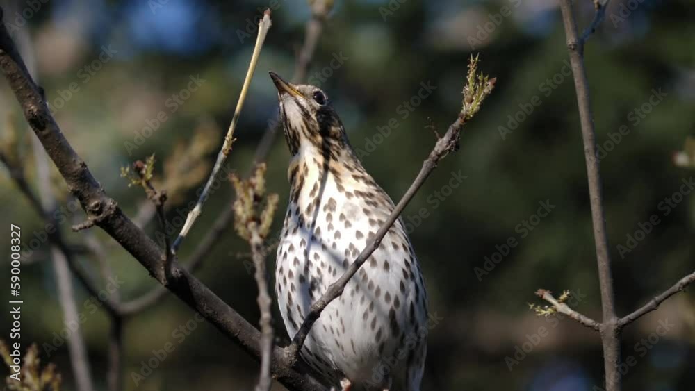 Close up bird on branch song thrush or Turdus philomelos. 