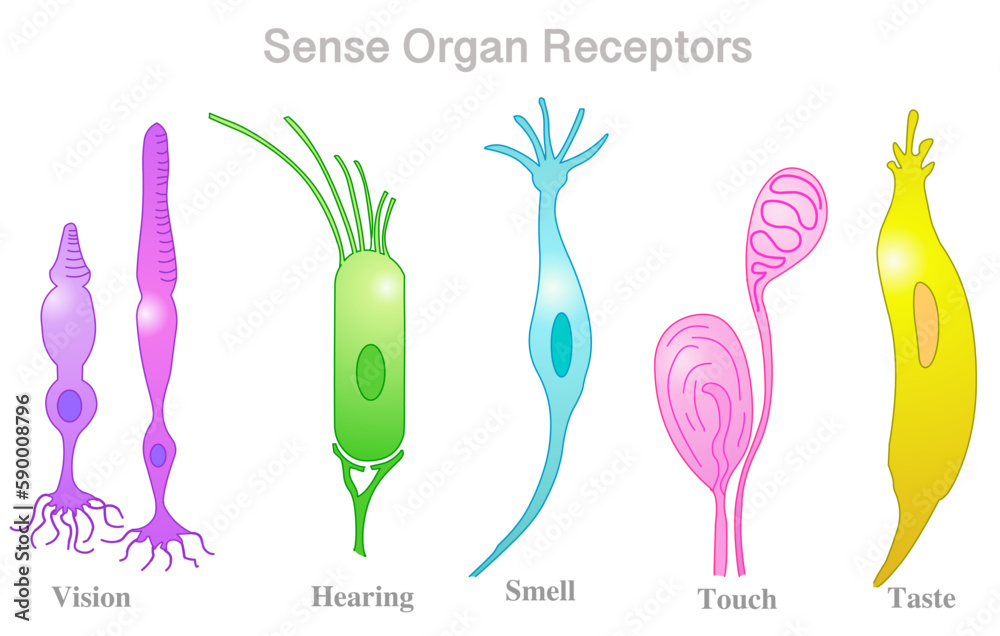 Receptor cells. Sense organs examples. Vision, various nerve cells ...