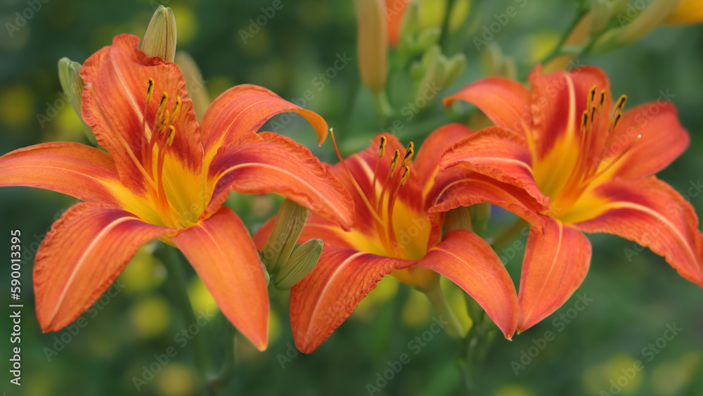 Beautiful flower of orange Lily in the garden on a summer day. Lilium tigrinum. Orange lily close up. Floral background. Flower daylily. Tiger lily flower. Lilium lancifolium. Hemerocallis fulva Beautiful flower of orange Lily in the garden on a summer day. Lilium tigrinum. Orange lily close up. Floral background. Flower daylily. Tiger lily flower. Lilium lancifolium. Hemerocallis fulva