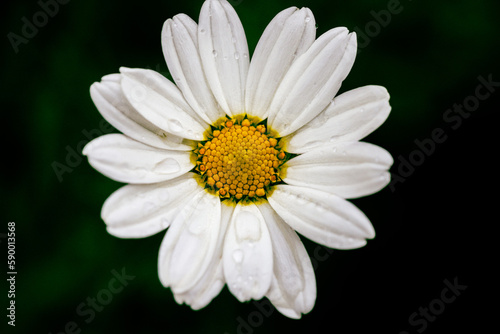 white daisy flower