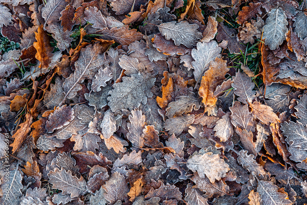 Beautiful frozen leaves on the ground (background texture) Beautiful frozen leaves on the ground (background texture)