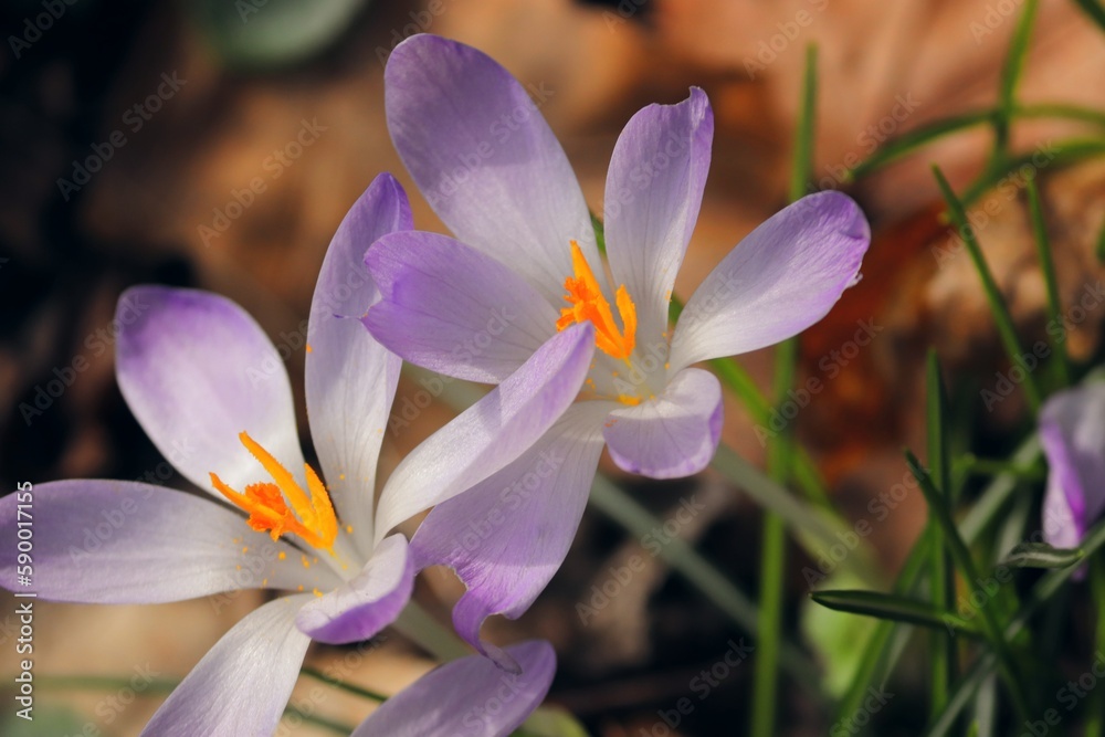 Fototapeta premium Krokusblüte in zartlila
