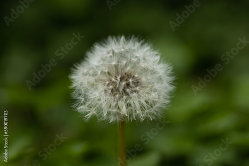 The dandelion puff  also known as Taraxacum platycarpum  is a marvel of nature that captivates both young and old. Its delicate white seeds  carried on the wind by feathery filaments.