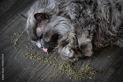 Long haired grey cat licking and playing in catnip