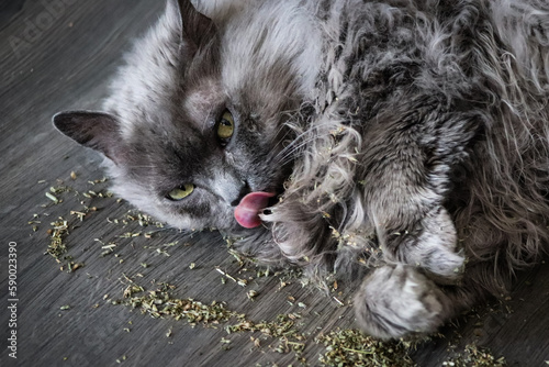 Long haired grey cat licking and playing in catnip