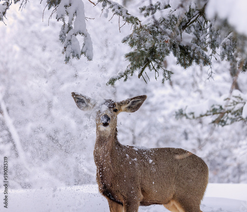Wallpaper Mural deer in snow Torontodigital.ca