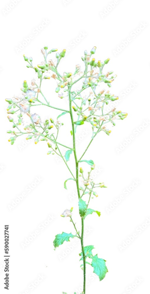 Blumea flower without background transparent