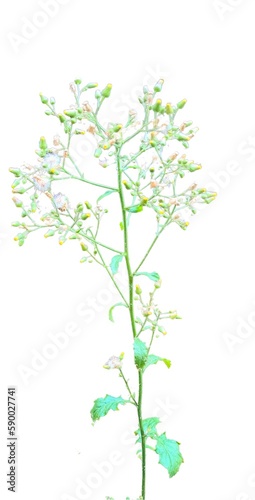 Blumea flower without background transparent
