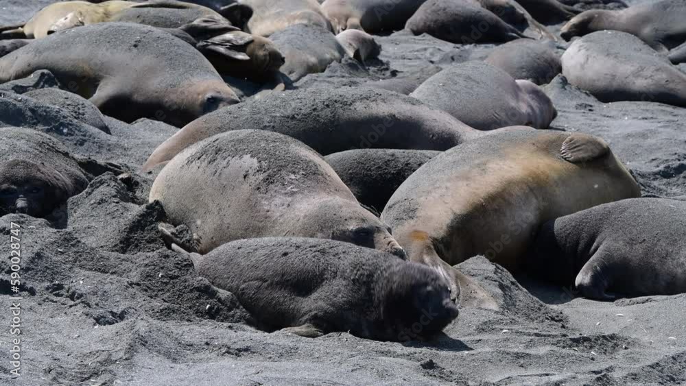 Elephant seals on the beach in the South Georgia Elephant seals on the beach in the South Georgia