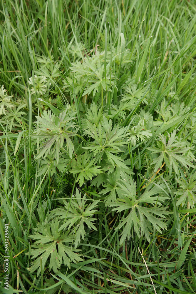 Closeup on the emerging foliage of the Meadow buttercup plant, Ranunculus acris in the field