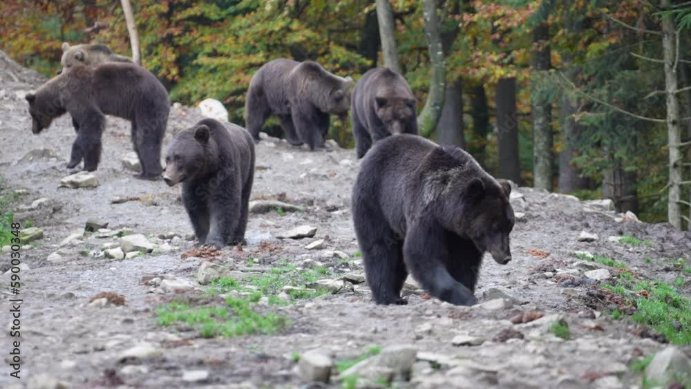 Group of big brown bears in the Carpathian mountains during dawn on a autumn day. West Ukraine Group of big brown bears in the Carpathian mountains during dawn on a autumn day. West Ukraine