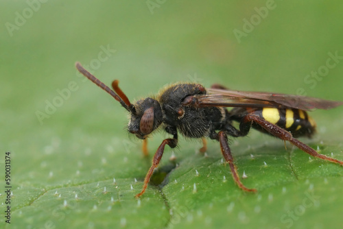 Closeup on a female dark colored Early Nomad bee, Nomada leucophthalma sitting on a green leaf