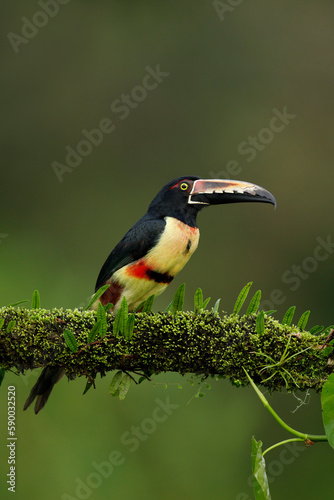 Collared Aracari perching on branch, © Juan Carlos Vindas