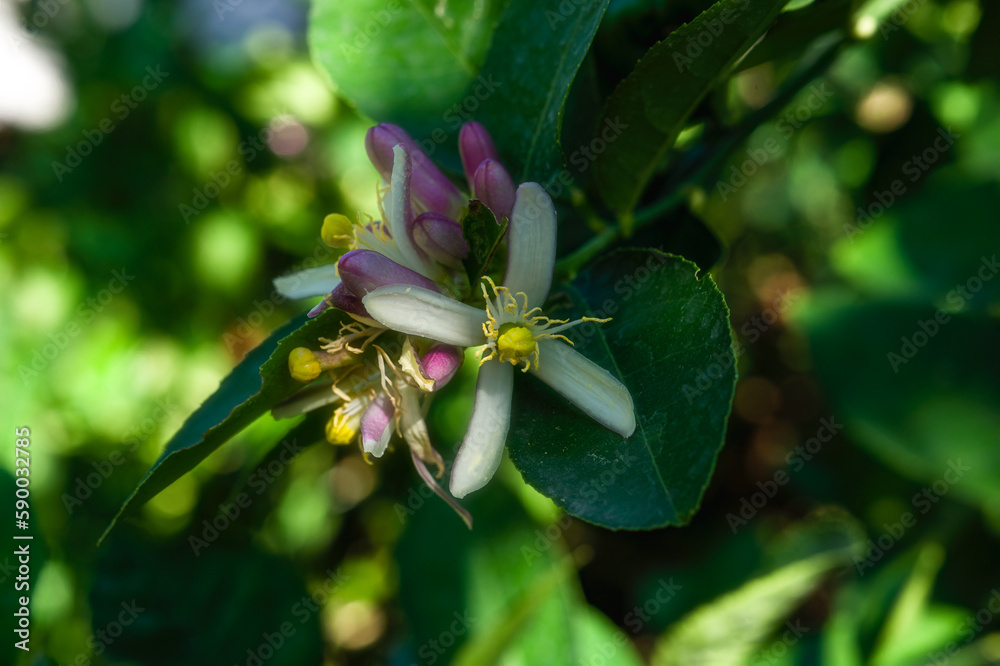 Lime flowers are blooming waiting for insects to pollinate them. Lime flowers are blooming waiting for insects to pollinate them.
