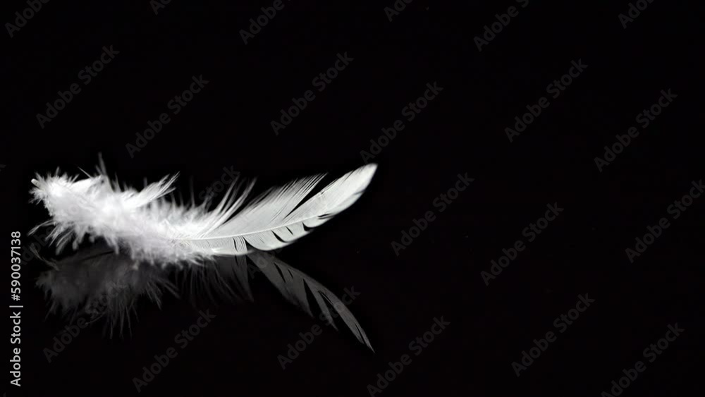 The feather falls in slow motion on a black reflective background. The fingers grab the feathers and take them away.