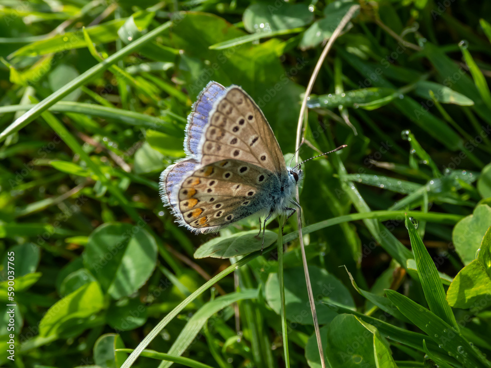 Close-up of the adult common blue butterfly or European common blue (Polyommatus icarus) with visible underside of wings on a grass stem surrounded with green vegetation Close-up of the adult common blue butterfly or European common blue (Polyommatus icarus) with visible underside of wings on a grass stem surrounded with green vegetation