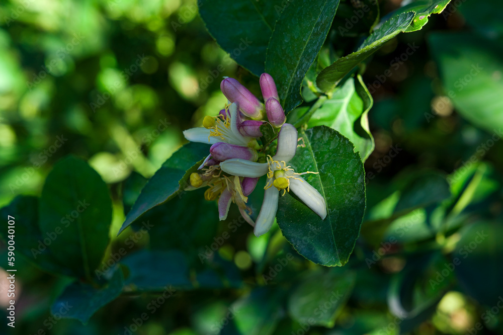 Lime flowers are blooming waiting for insects to pollinate them. Lime flowers are blooming waiting for insects to pollinate them.
