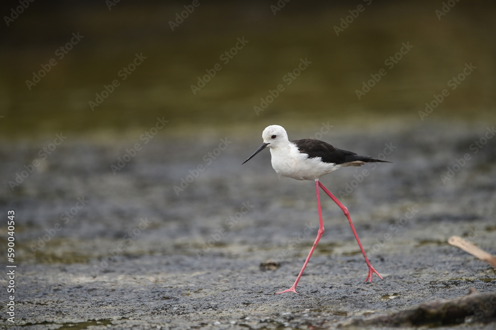 Himantopus himantopus - black-winged Stilt are It walks, searches for food and catches insects
and is a Shorebird that lives on the banks of the saltwater And in river and lakes
Himantopus himantopus - black-winged Stilt are It walks, searches for food and catches insects
and is a Shorebird that lives on the banks of the saltwater And in river and lakes