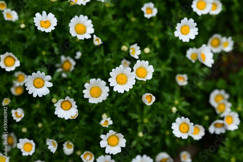 菊
