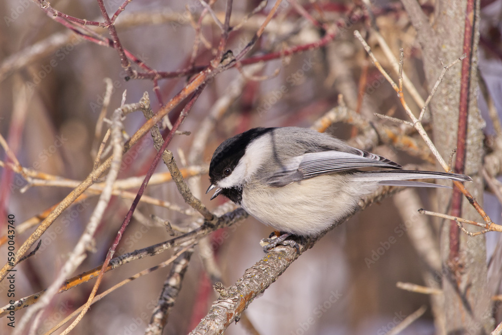 A Black-Capped Chickadee in the Winter A Black-Capped Chickadee in the Winter