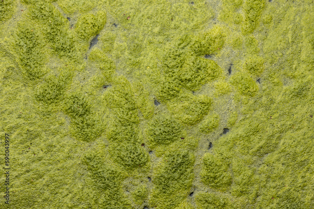 algae growth on the pond surface algae growth on the pond surface