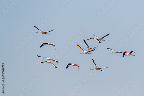 A treat to eyes -flamingos in flight