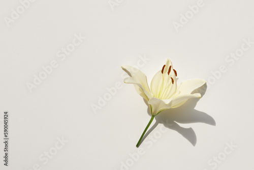 Lily flower on white background. Flat lay, top view layout with empty copy space.