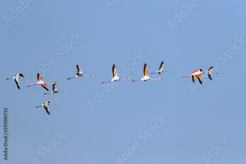 A flock of flamingos in flight in sky