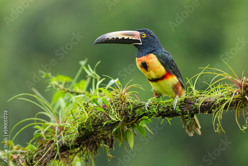 Collared Aracari perching on branch,