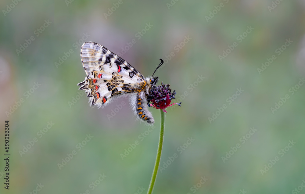 Forest Scalloped butterfly (Zerynthia cerisyi) on a plant Forest Scalloped butterfly (Zerynthia cerisyi) on a plant