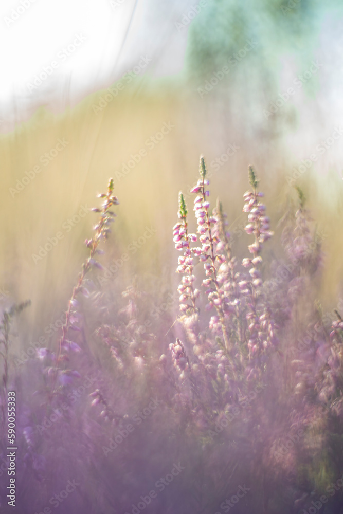 Fototapeta premium Heather, photographed in the wild, with a vintage lens.