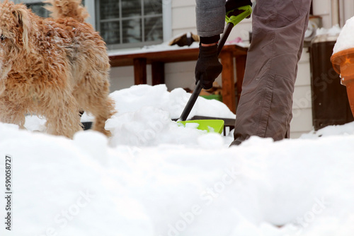 Man  is  shoveling and removing snow in front of his house in the suburb after a snowstorm. Dog is running near.