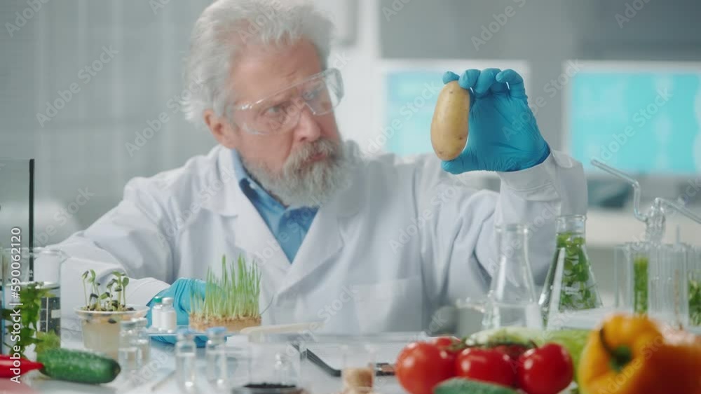 Elderly male researcher examines a sample of potato and write data. Biotechnologist analyzes the quality of the sample. Biology experiment in a research biolab. Eco products, GMO Elderly male researcher examines a sample of potato and write data. Biotechnologist analyzes the quality of the sample. Biology experiment in a research biolab. Eco products, GMO