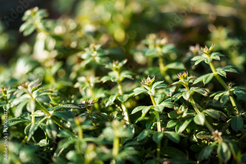 Galium aparine cleavers, catchweed, stickyweed, robin-run-the-hedge, sticky willy, sticky willow, stickeljack, and grip grass use in traditional medicine for treatment. Soft focus. Film grain.