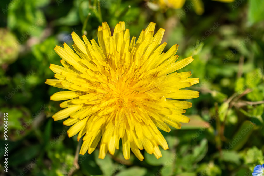 野原に咲くカントウタンポポ Japanese dandelion 野原に咲くカントウタンポポ Japanese dandelion