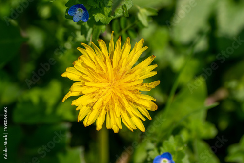 野原に咲くカントウタンポポ Japanese dandelion