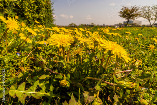 野原に咲くカントウタンポポ Japanese dandelion