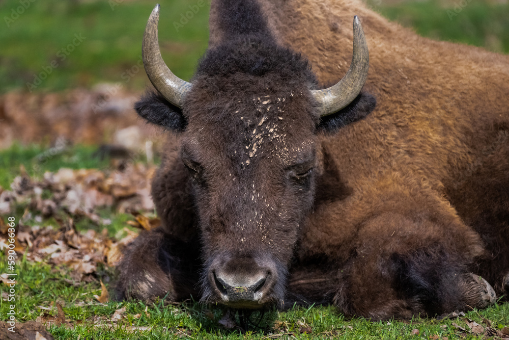 buffalo in the field