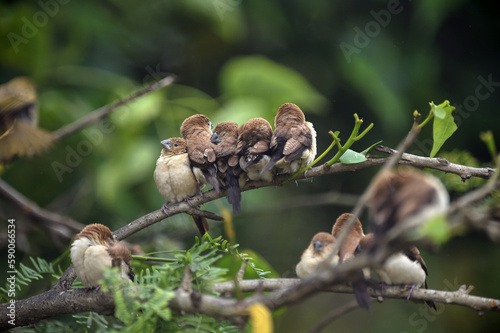 Indian Silverbill - African Silverbill - Euodice cantan - Lonchura cantans - On tree branches in nature with a group © Aziz