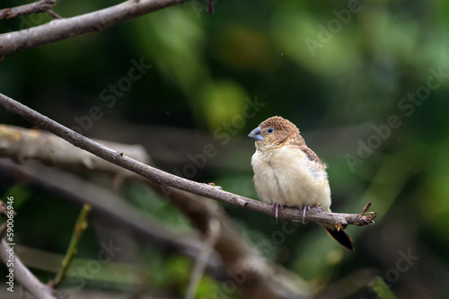 Indian Silverbill - African Silverbill - Euodice cantan - Lonchura cantans - On tree branches in nature with a group 