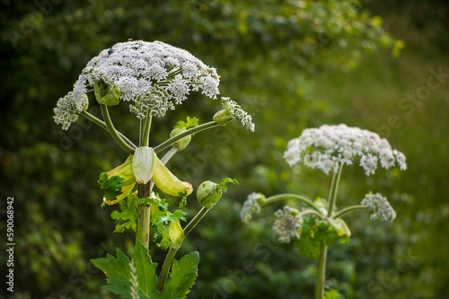 Heracleum, or Sosnowski's borschivny - a dangerous allergic plant that grows in the summer. Poisonous inflorescence. A poisonous perennial plant. photo