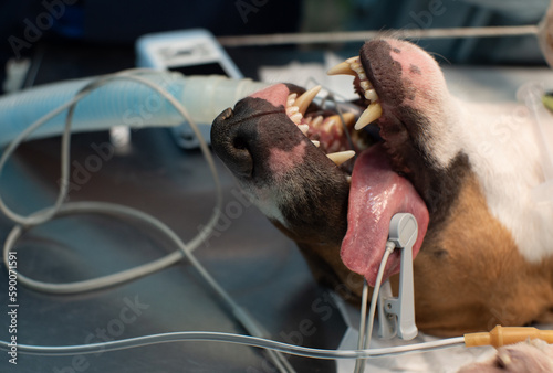 Obraz na plátně Dogs in the operating room of a veterinary clinic under anesthesia with a tracheal tube
