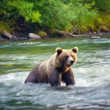 bear, animal, brown, water, 