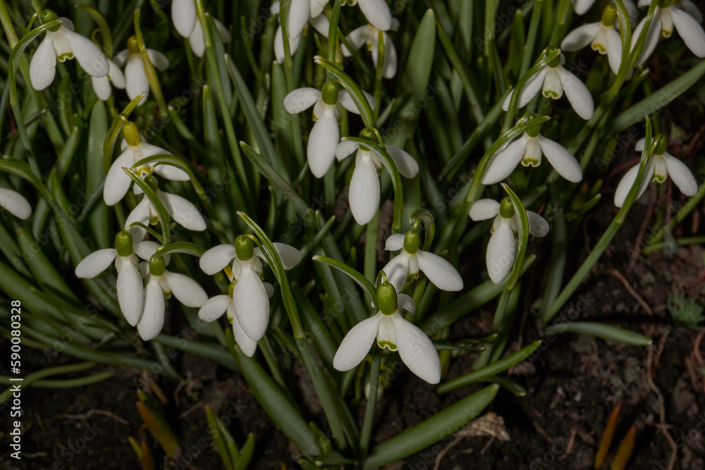Snowdrops bloom on the lawn in the garden. The snowdrop is a symbol of spring. Snowdrop, or Galanthus (lat. Galanthus), is a genus of perennial herbs of the Amaryllis family (Amaryllidaceae). Snowdrops bloom on the lawn in the garden. The snowdrop is a symbol of spring. Snowdrop, or Galanthus (lat. Galanthus), is a genus of perennial herbs of the Amaryllis family (Amaryllidaceae).